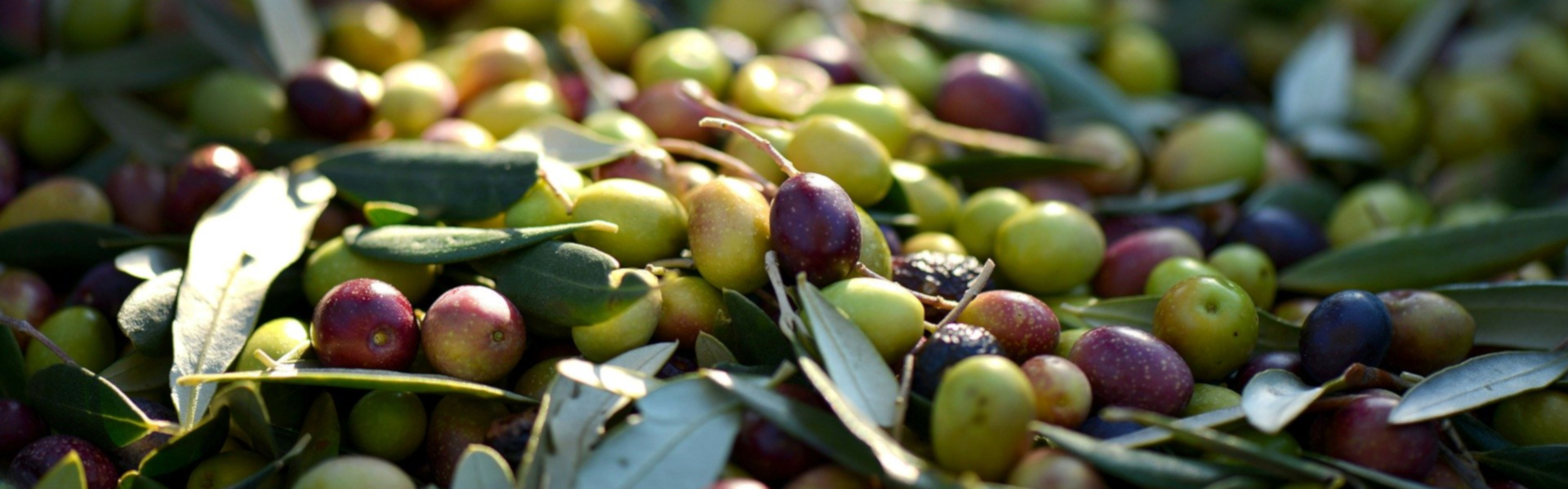 olive