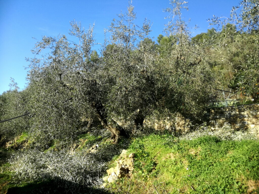 Ulivi taggiaschi potati